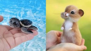 The cutest pets on the planet