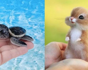 The cutest pets on the planet