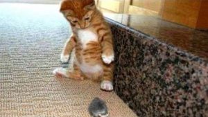Top Cats funny videos