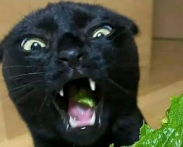 Video Cute and Funny animals | Videos Compilation