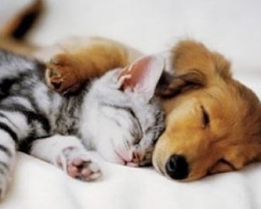 Cats and Dogs are best friends | Funny cat and dog videos