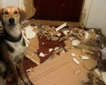 Dogs are innocent | Collection of funny and rebellious dogs and cats