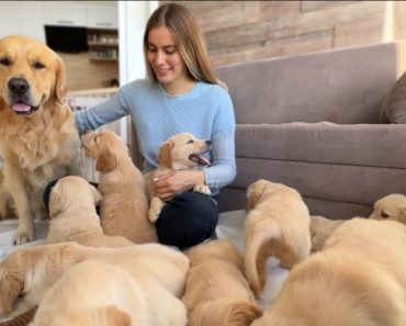 Golden Retriever was surprised when he first met his 11 children