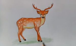 How to draw a loving deer