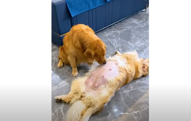 The smartest dog on the planet