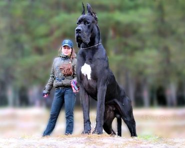 Top 11 Biggest Dogs in the World | Funny dogs videos