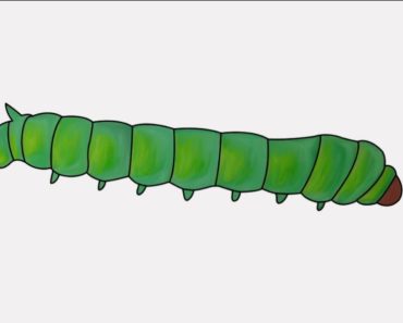 how to draw a silkworm step by step