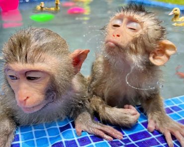 Funny baby monkeys | Funny animals video #15