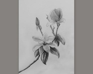 How To Draw A Magnolia Flower step by step | Easy drawing A Magnolia Flower