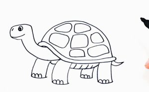 How to draw a turtle step by step