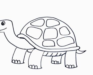 How to draw a turtle step by step | Easy drawing a turtle