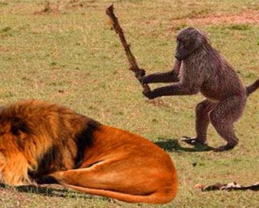 The funniest animals in the world | Funny animals videos