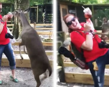 moments of meeting people and animals | Funny animals videos #19