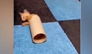 Funny dog and cat video