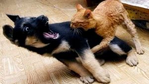 Funny dog and cat video