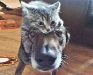 The funniest mischievous animals | Funny cat and dog video #21