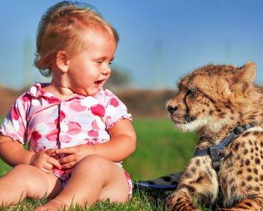 These incredibly baby friendly animals | Top Animals video