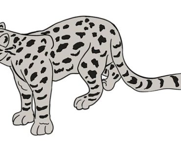 Snow leopard drawing | How to draw a snow leopard step by step