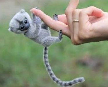 Top 10 cutest little animals – Cutest Exotic Animals In The World