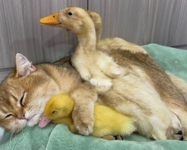 Cat and duckling under the same roof – The cat tenderly takes care of the ducklings | Funny animals videos#25