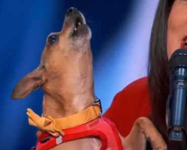 Dog Acts That Got Simon Surprise | Top pet videos