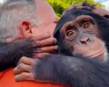 Emotional reunions between humans and animals – A reunion full of tears