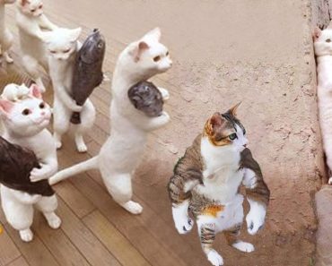 Funniest Cats and Dogs video