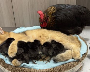 Kittens know how to take care of chicks | Funny animals videos#24