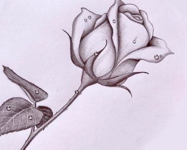 Pencil sketch of roses | How To Draw a Rose with Water Drops step by step