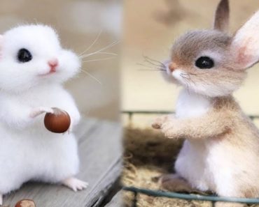 Video compilation of the cutest little animals in the world Everyone talks about how "cute" typical animals are, and here I am scouring the comments for a dinosaur connoisseur who can name the animal for me.