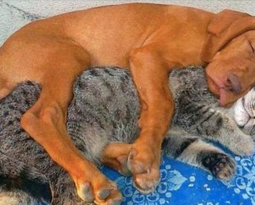 Great love between cats and dogs video