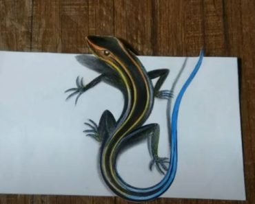 How to draw 3D Blue Tail Skink Lizard step by step -Easy drawing blue tail skink lizard
