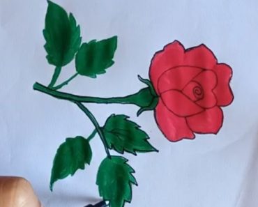 How to draw a Rose flower step by step