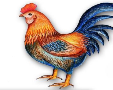 How to draw a cock step by step – Easy drawing a cock