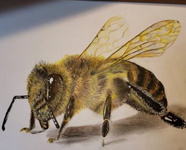 How to draw a realistic bee step by step – Easy drawing a realistic bee