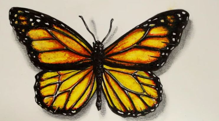 How to draw a realistic butterfly step by step