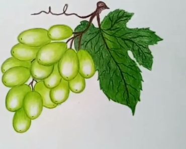 How to draw grapes step by step