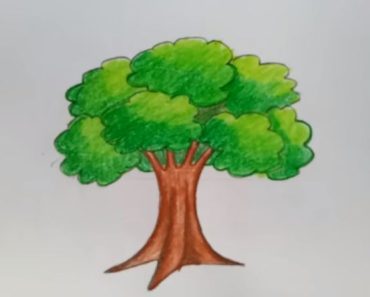 How to draw oak tree step by step