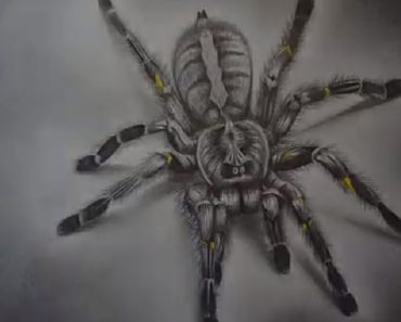 How to draw realistic spider step by step – Easy drawing realistic spider