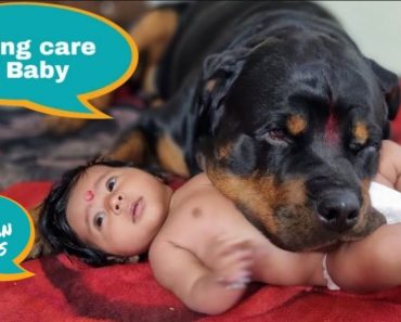 Jerry and Aaru are made for each other | Hero dog protects baby