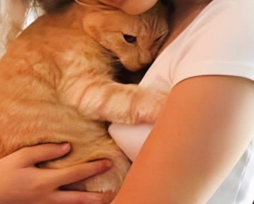 Naughty cats videos