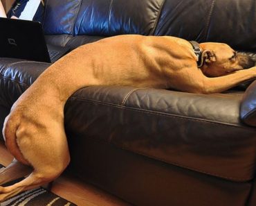 The best comedy dogs – Funny dog video