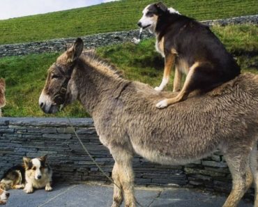 The funniest moments of cats and dogs
