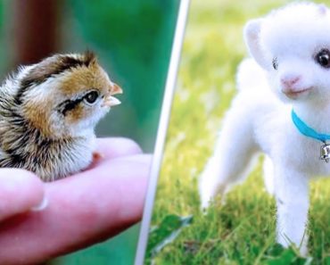 Compilation of 15 cutest pets videos