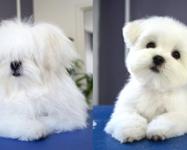 Cute dog video