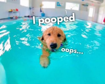 Dog swimming for the first time