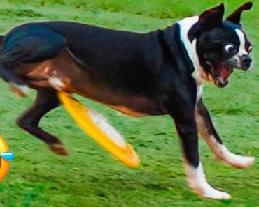 Funniest animals