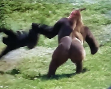Funny moments of animals