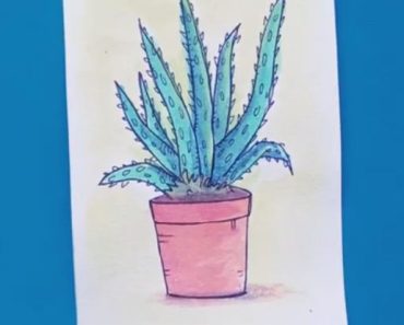 How to draw Aloe vera step by step