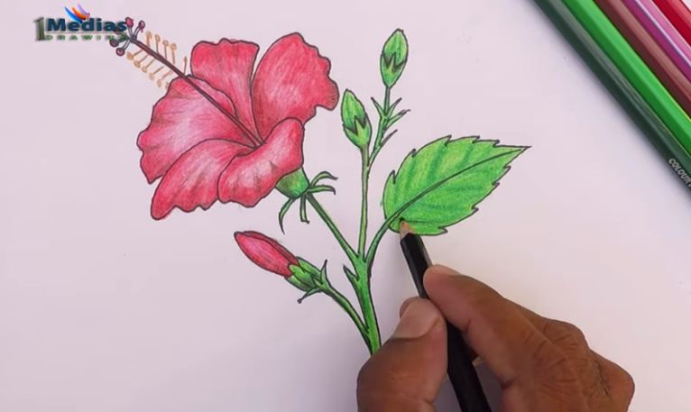 How to draw a hawaiian flower step by step